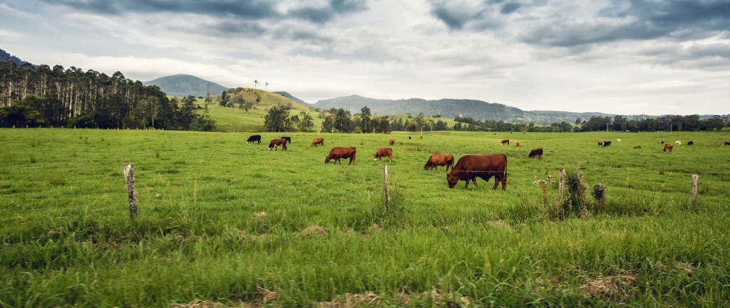 Agriculture investors are expected to target beef farms in 2016.
