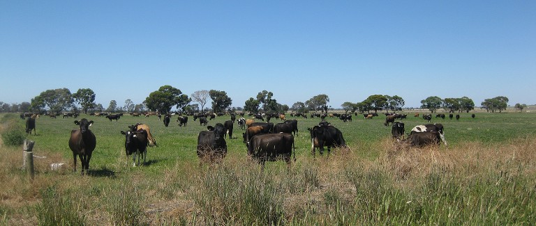 Let more overseas investors buy Australian farms: report