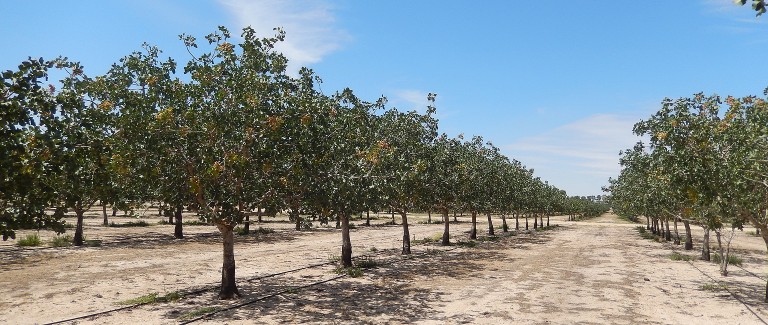 Buyers tipped to go nuts for Victorian pistachio farm