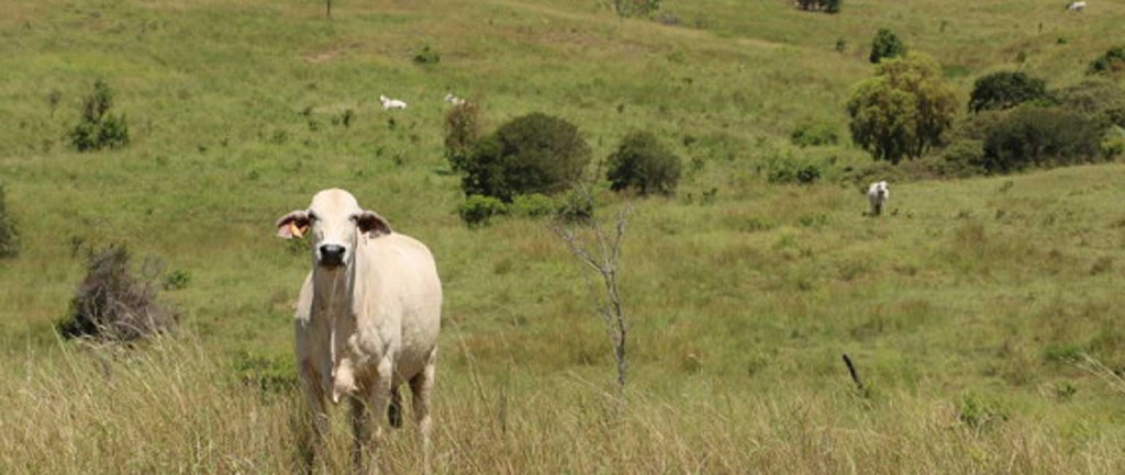 The Clifton farm near Rockhampton has been put up for sale.
