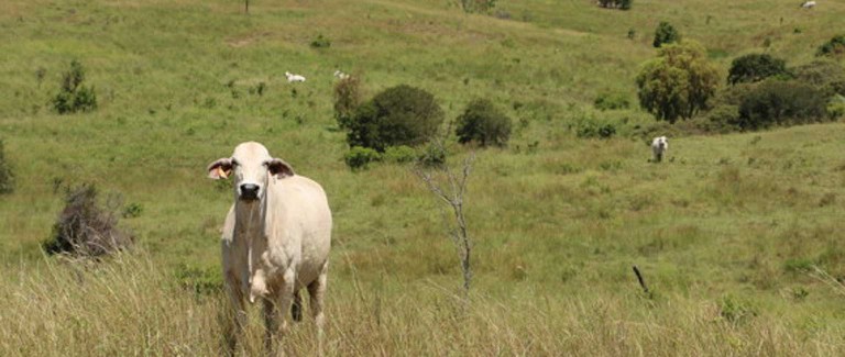 Rockhampton farm opportunity 70 years in the making