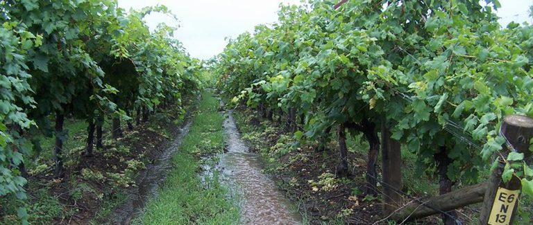 Queensland farm a grape investment