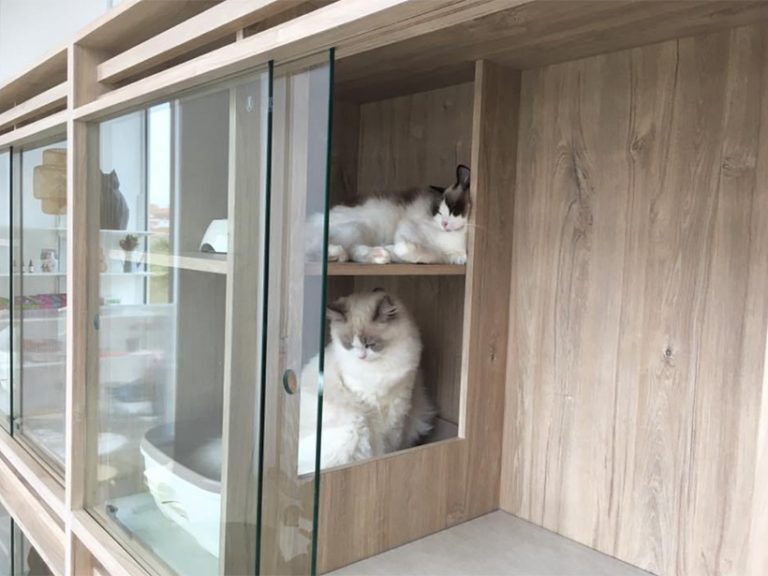 Paws to check out this cat ‘hotel’