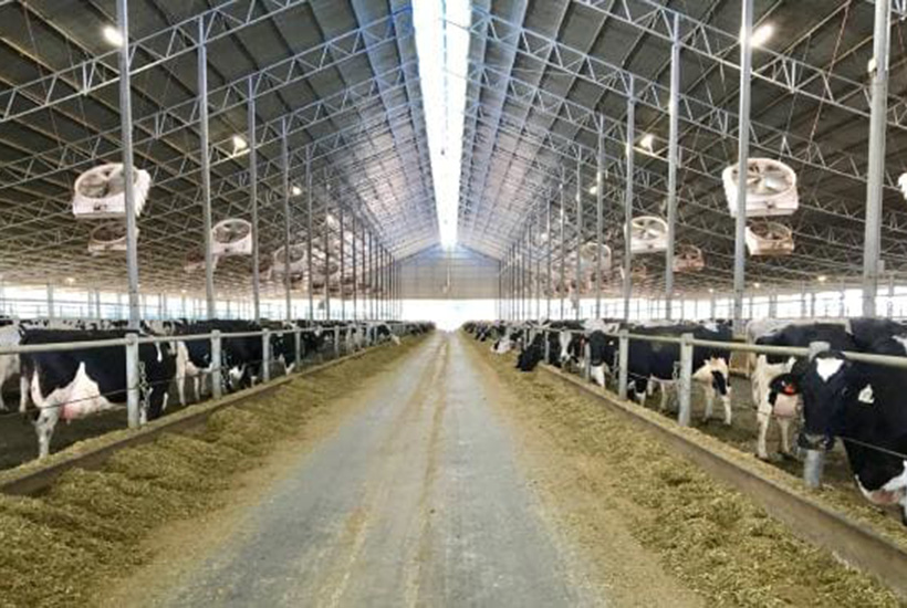 The Coomboona dairy operation
