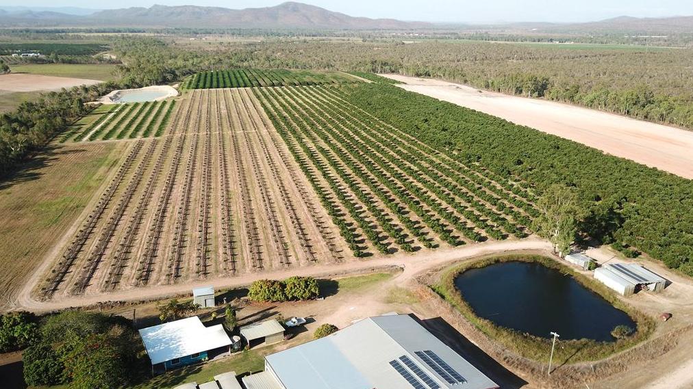This bluechip avocado and lime farm in at Mutchilba is on the market for $3.5 million.
