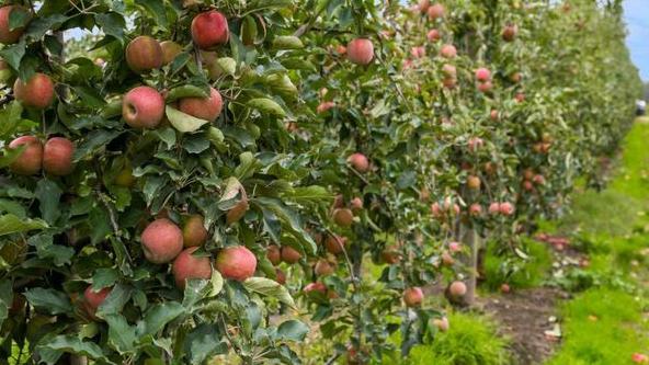 Take your pick from six apple varieties at the Moorooduc apple orchard.
