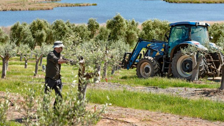 SA olive farm ready for new owner-operator