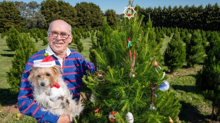 Santa comes early as Hanging Rock Christmas Tree Farm listed for sale