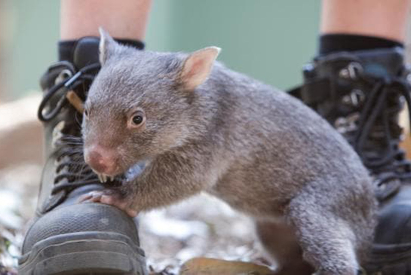 Elanor has run Featherdale Wildlife Park since 2013. Picture: Liam Driver
