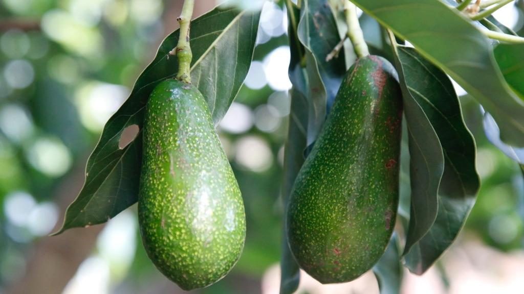 There’s no shortage of avocados at this Gold Coast avocado farm.
