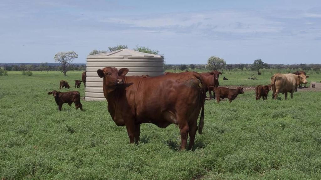 Terrick Terrick Station in Blackall sold for $40m. Image supplied.
