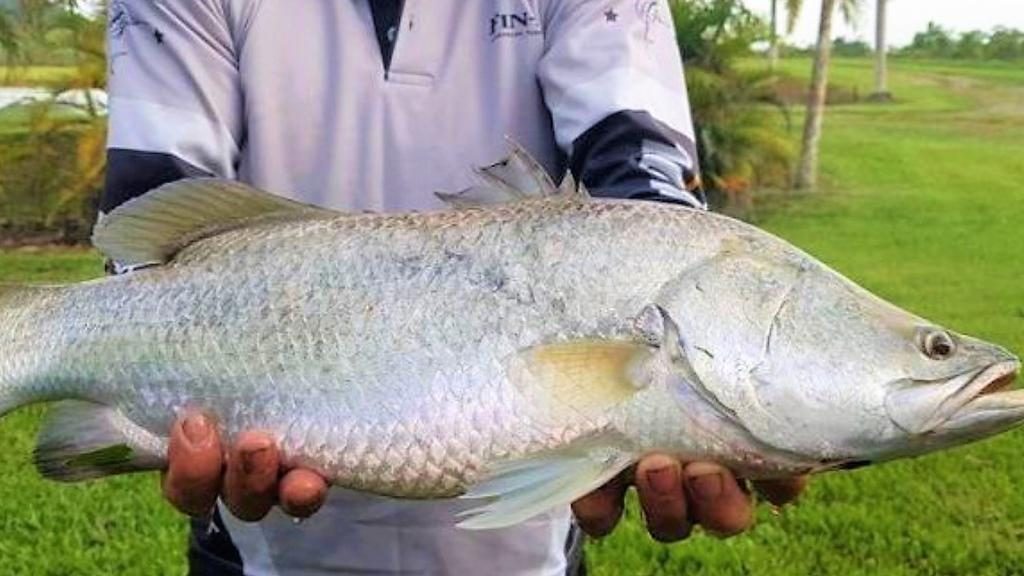 With all ponds in production there was potential to produce 40,000kg of barramundi a year.
