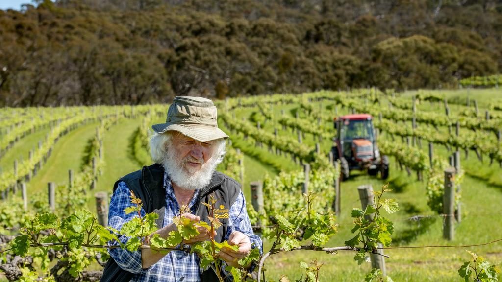 Winemaker Dave Palmer inspects his grapes at Skillogalee, Trevarrick Road, Sevenhill. Pic: JOHN BOWDEN
