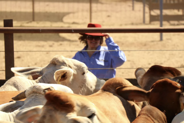 Gina Rinehart lists cattle farms for a combined $300m sale