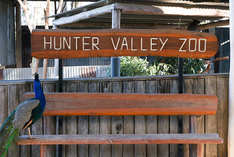 With more Australians set to take domestic holidays, Atlas Advisors Australia says the Hunter Valley Zoo is a great investment in a popular tourism asset. Picture: David Li Photography
