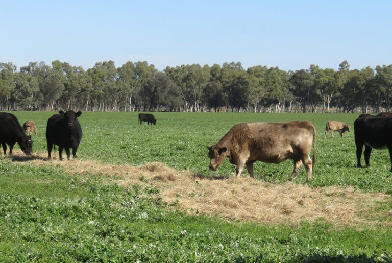 Beef and dairy gem Mundella Farm in WA’s ‘food bowl’ now on the market