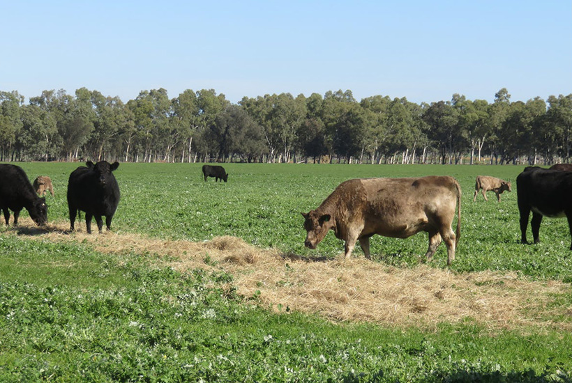 Mundella Farm in Mardella, WA is on the market with the expressions of interest campaign ending September 30. Picture: realcommercial.com.au/for-sale
