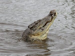 ‘Handful’ of buyers keen to snap up North QLD croc farm