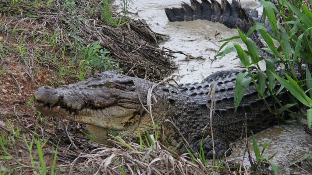 ‘Handful’ of buyers keen to snap up North QLD croc farm