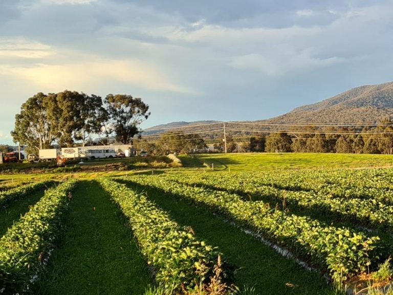 Barjarg strawberry farm’s organic growth thanks in part to Amish web guru