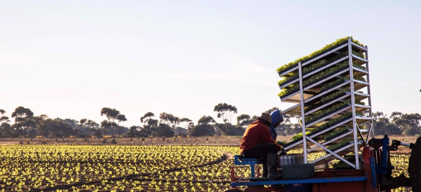 Swanport Harvest supplies lettuces to  Woolworths, IGA and Foodland.  Picture: realcommercial.com.au/for-sale
