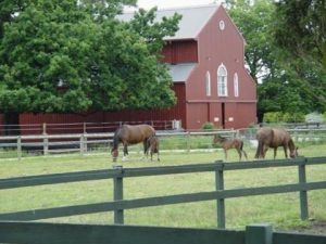 Victorian stud farm in Officer South sells for whopping $100m