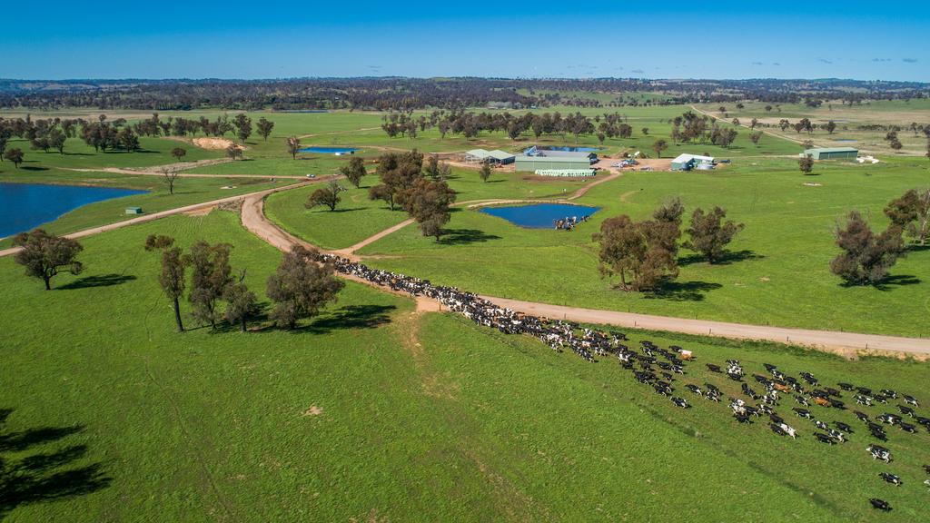 The farm milks 1,000 cows for milk.