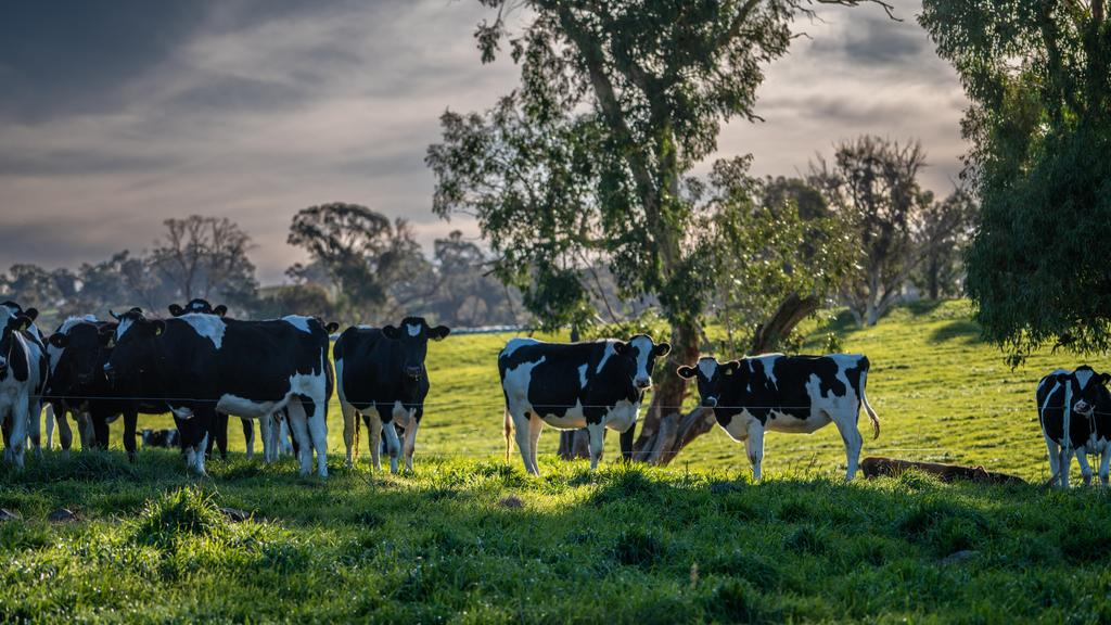 The site also includes a 149-hectare heifer block for raising animals ready to enter the milking herd.