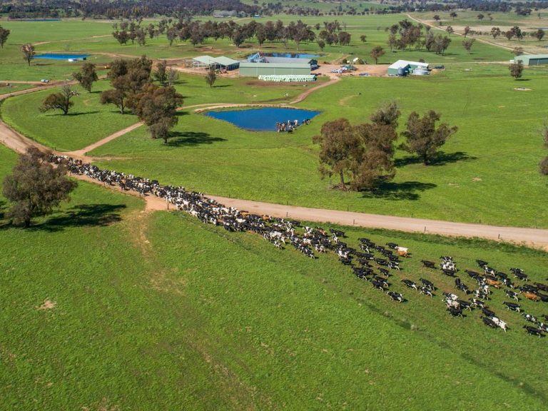 Investors look to milk $25m Walcha Dairy farm for profit