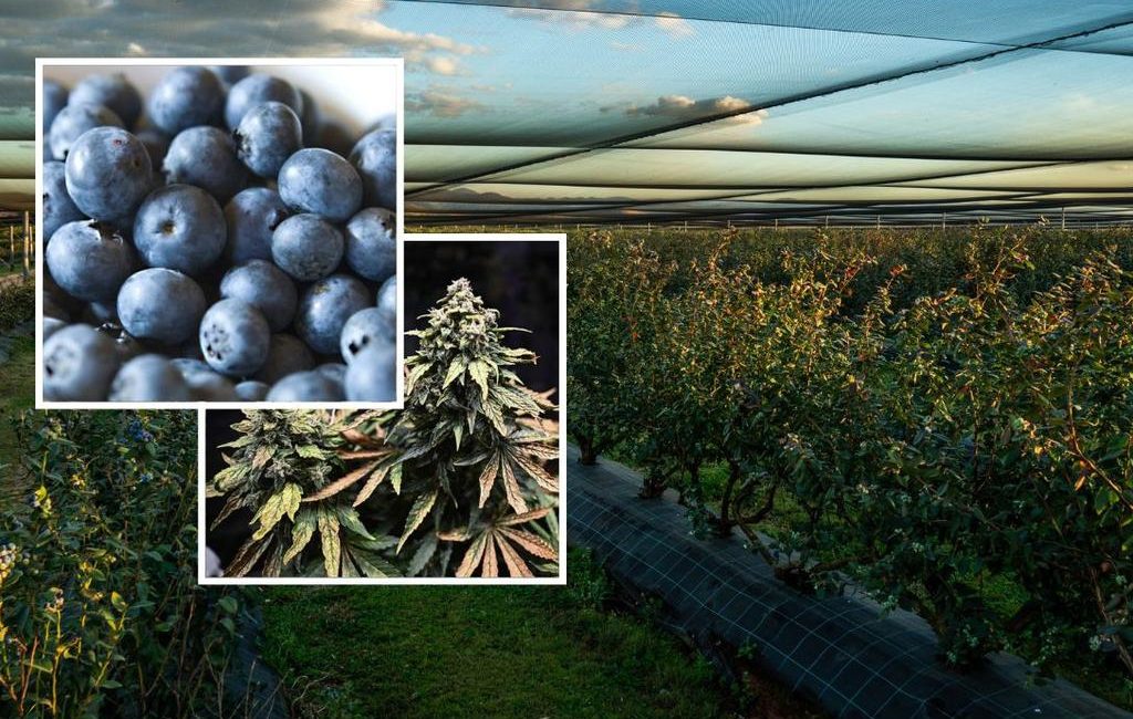 Blueberry farm Crystal Park hits the market in northern NSW town of Jacksons Flat