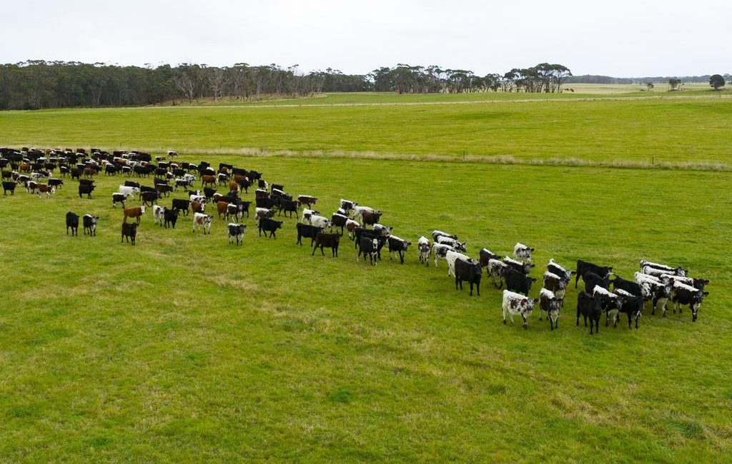 Owner seeks over $70m for 3368ha beef, dairy farm Westmore