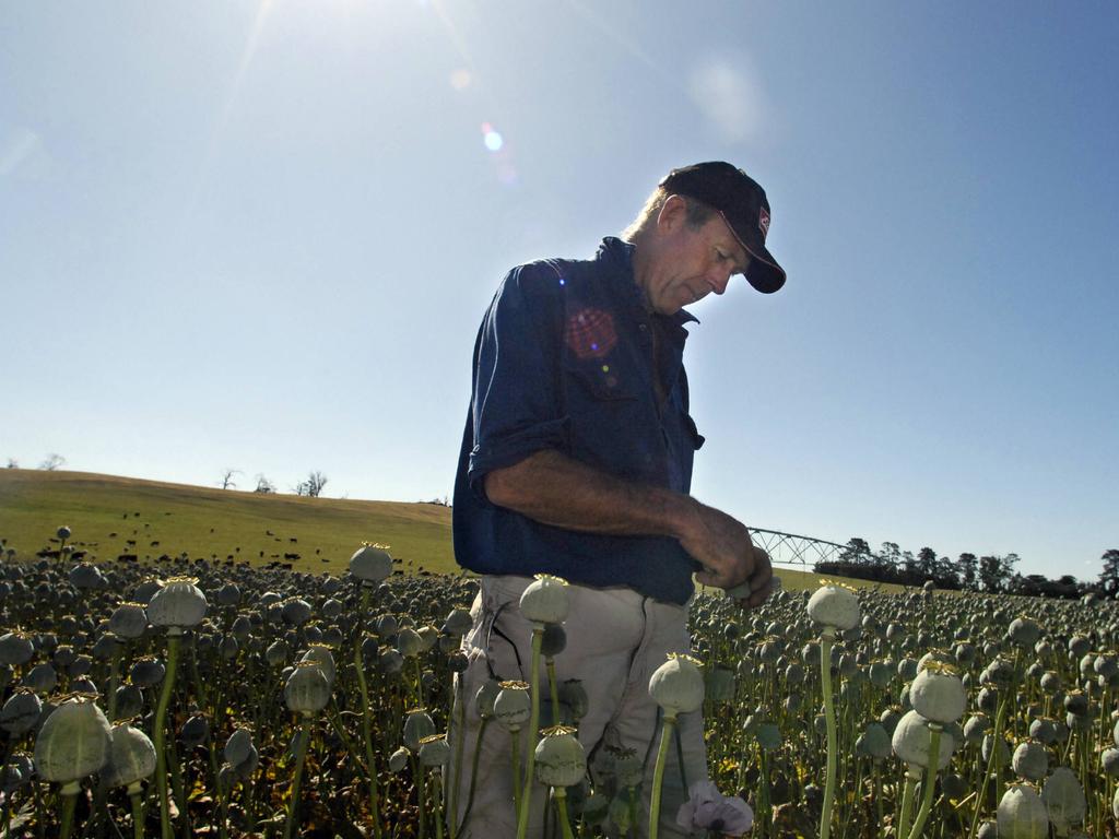 Farmer Michael Peltzer of Logan at Evandale inspects one of his poppy crops after the rain