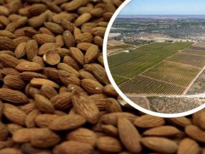 Organic almond producer Yunis listed for sale