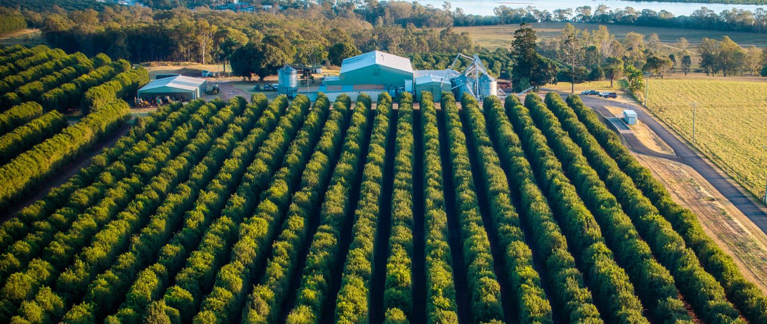 Primed to go nuts: Two thriving macadamia farms for sale in Bundaberg Queensland