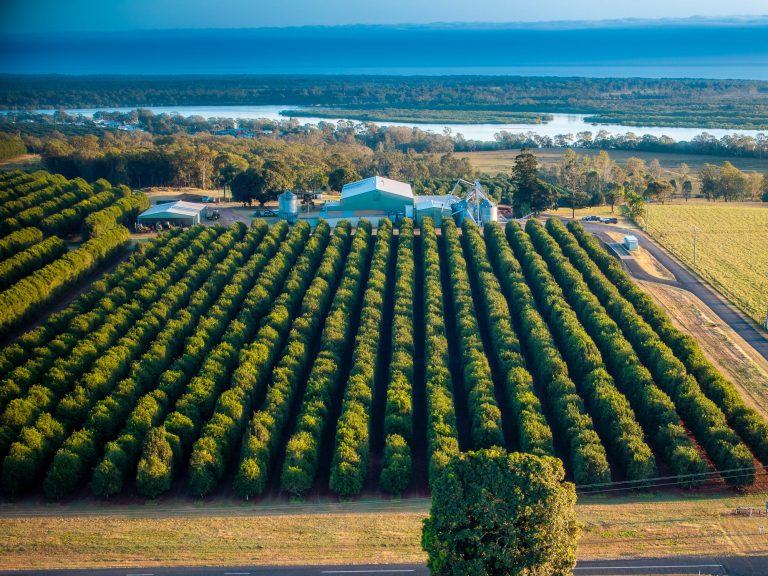 Primed to go nuts: Two thriving macadamia farms for sale in Bundaberg Queensland