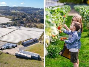 Iconic Hills pick-you-own berry farm listed with $5m price hopes