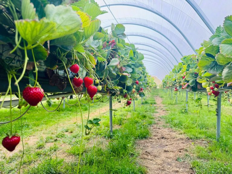 Strawberries, bamboo, dragon fruit and more: Weighing up the investment potential of Aussie farms