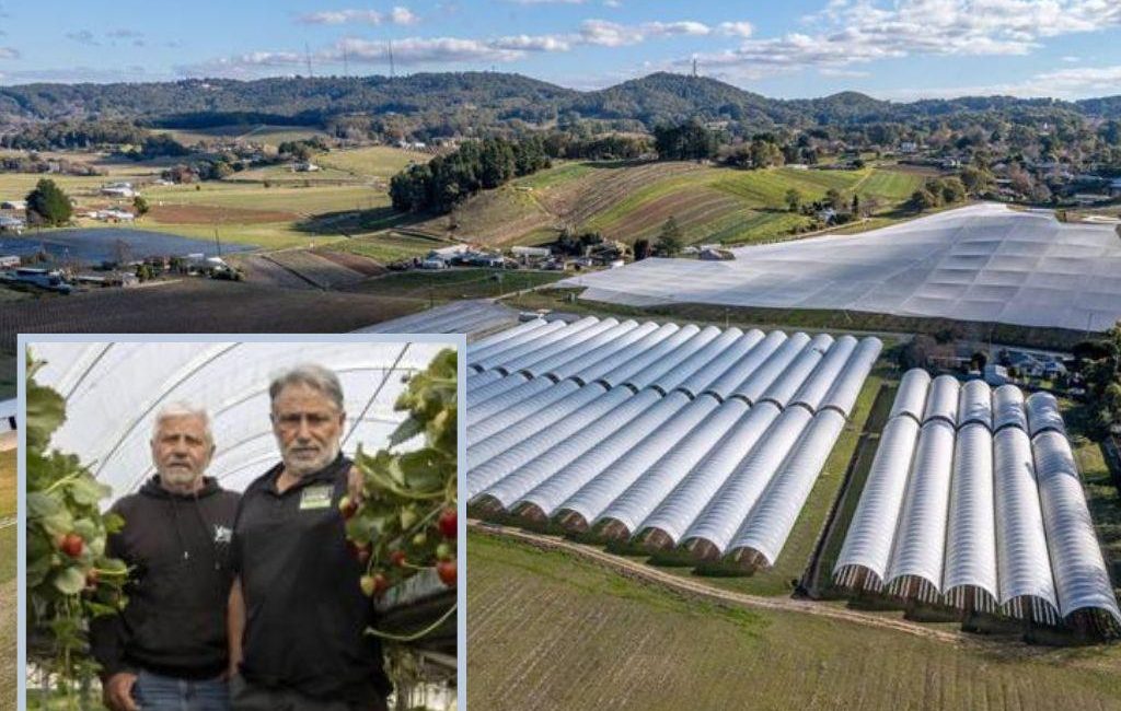 Iconic Hills berry farm listed for sale amid fruit fly scare