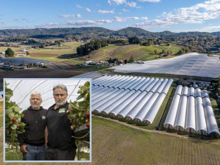 Iconic Hills berry farm listed for sale amid fruit fly scare