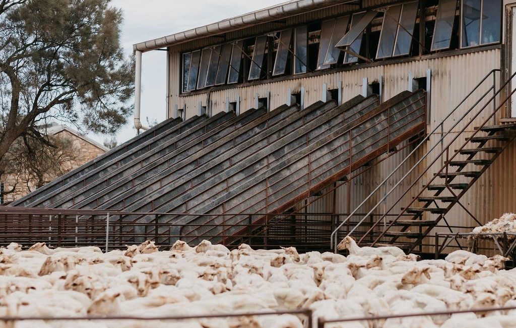 Foreign investors snap up Rawlinna sheep station