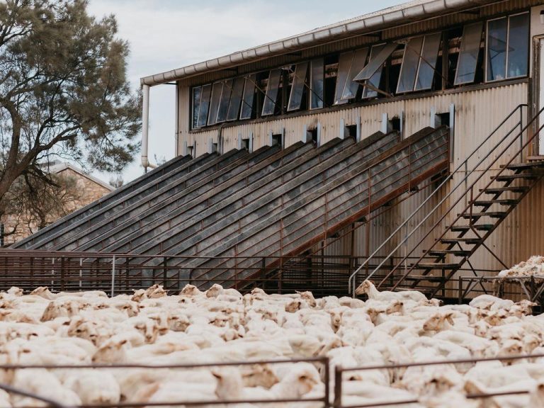 Foreign investors snap up Rawlinna sheep station